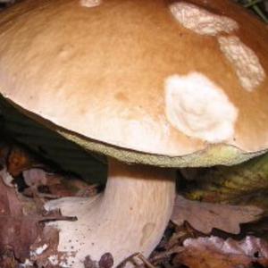 Miaistcool.Pilz