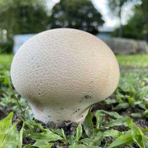 Bkkshroom