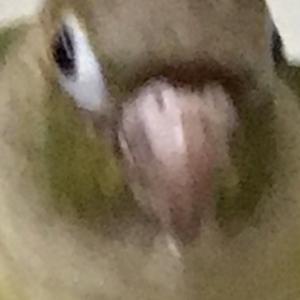 BIRD_lover