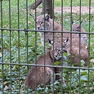 Koalagirl/pilzfreund