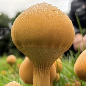 Papinho