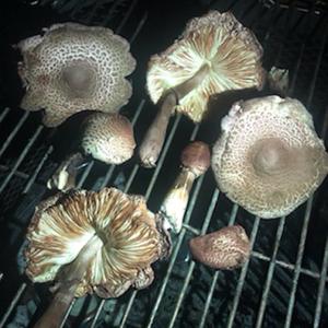 Pshychotropical