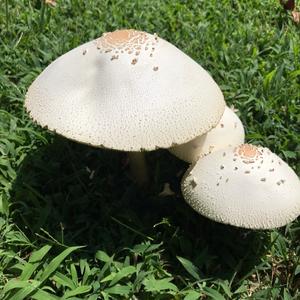 pattidigrazia