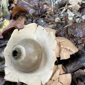 mushroomtocsic
