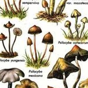 tigrooshrooms