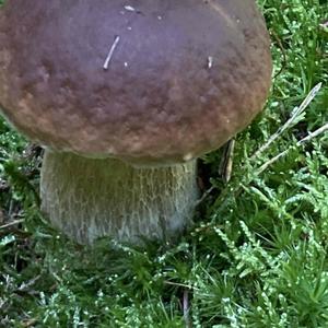 Schwammerlkönigin