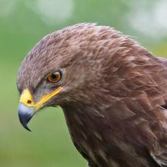 BirdWatcher1234