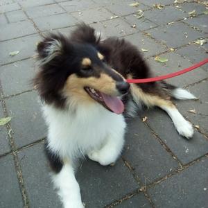 collie