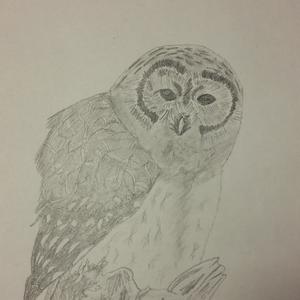 Lavaowl