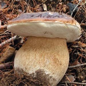 mushroomexpert