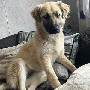Mochi