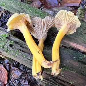 Trumpet Chanterelle