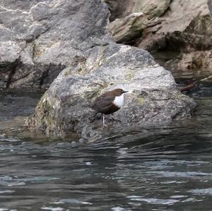 White-throated Dipper