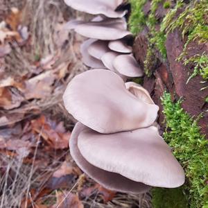 Oyster Mushroom