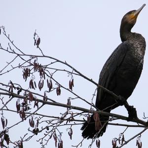 Great Cormorant