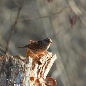 Hedge Accentor