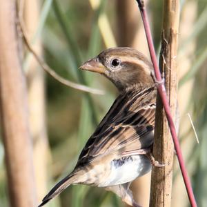 House Sparrow