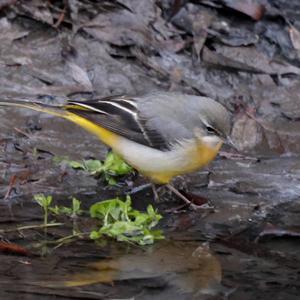 Grey Wagtail