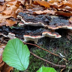 Red-belted Polypore