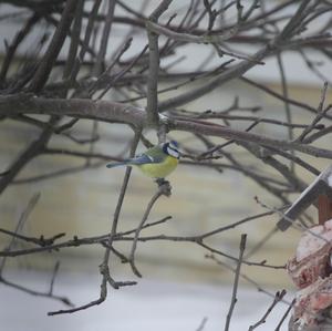 Blue Tit