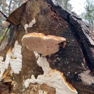 Red-belted Polypore