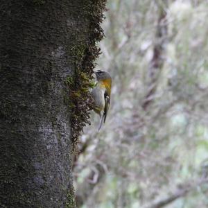 Madeira Kinglet