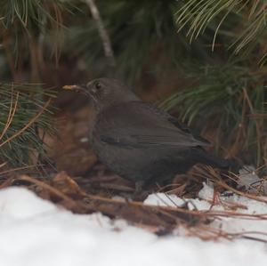 Eurasian Blackbird