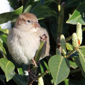 House Sparrow