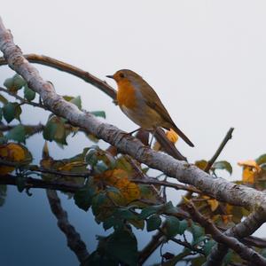 European Robin