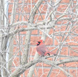 Northern Cardinal