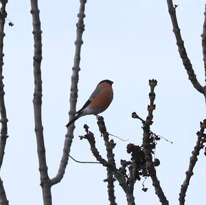 Eurasian Bullfinch