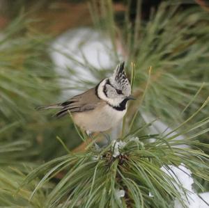 Crested Tit