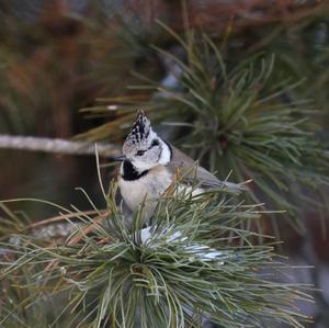 Crested Tit