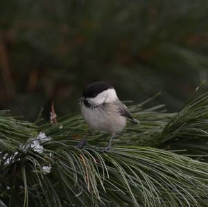 Willow Tit