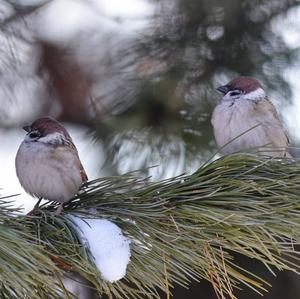 Eurasian Tree Sparrow