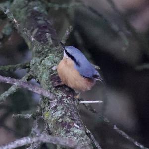 Wood Nuthatch