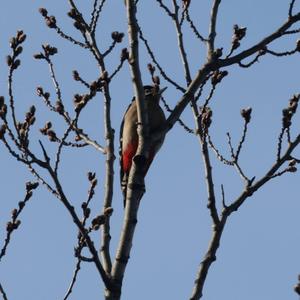 Great Spotted Woodpecker