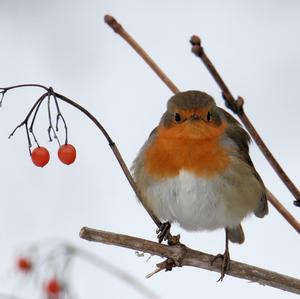 European Robin