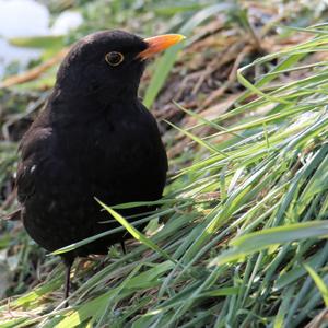 Eurasian Blackbird