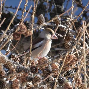 Hawfinch