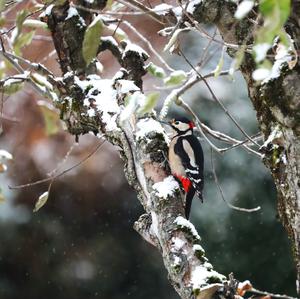 Great Spotted Woodpecker