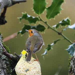 European Robin