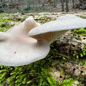 Oyster Mushroom