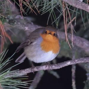 European Robin