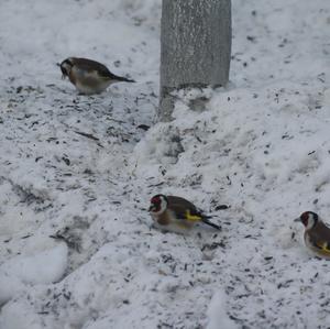 European Goldfinch