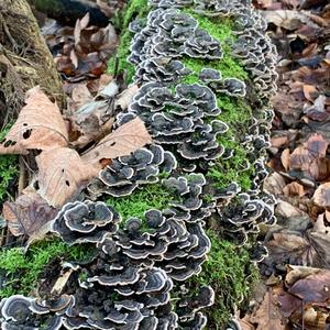 Turkey-tail