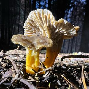 Trumpet Chanterelle