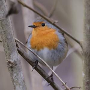 European Robin