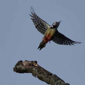 Middle Spotted Woodpecker