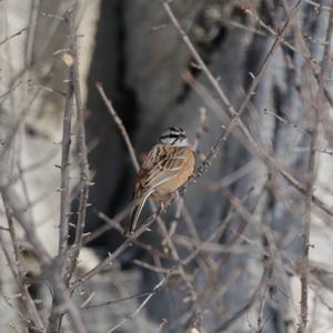 Rock Bunting